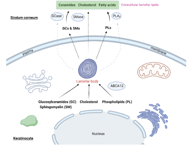A chart describing research findings.