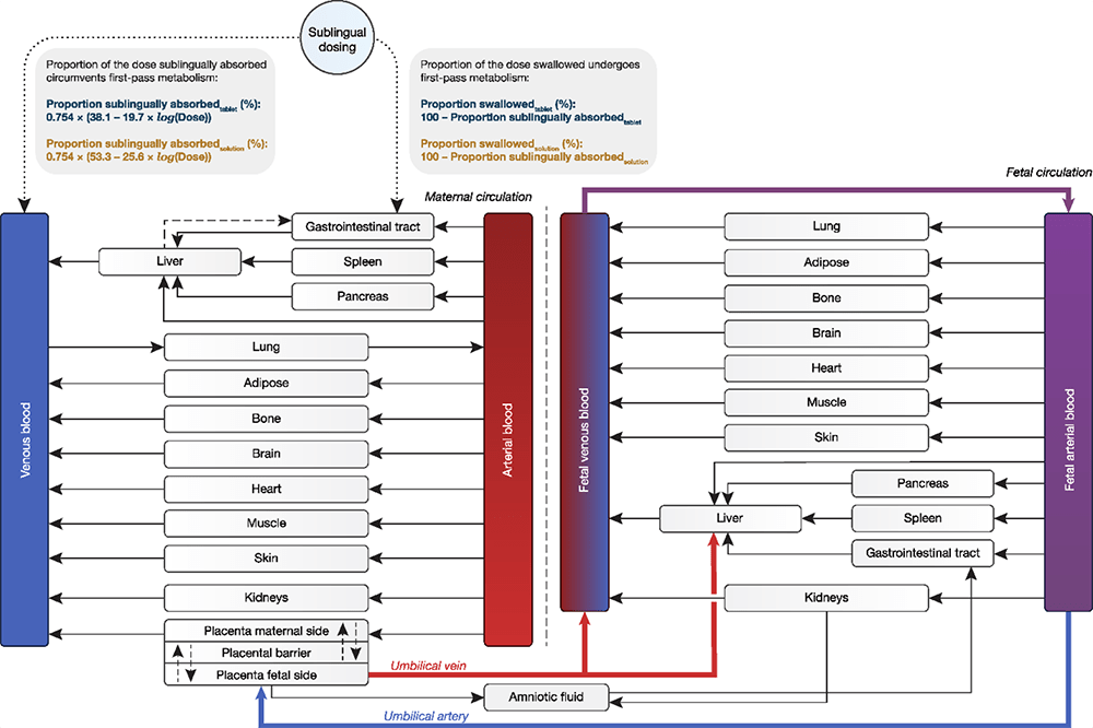 Structure of the full maternal–fetal physiologically based pharmacokinetic (PBPK) model for buprenorphine.