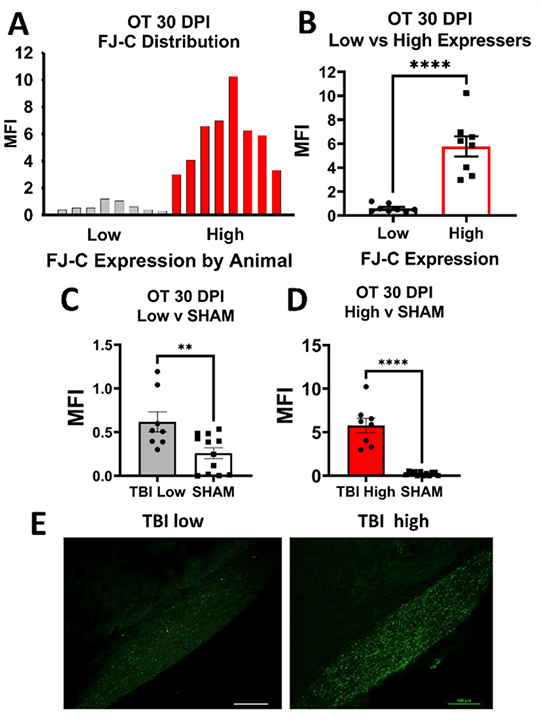 An image related to research on chronic TON outcomes and mechanisms of injury resilience.