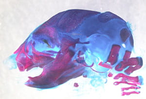 Figure 1 -  Lateral view of an embryonic mouse head with histological staining for NCC derived cartilage (blue) and bone (red).