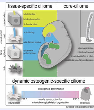 Ciliary transcriptome searchable database