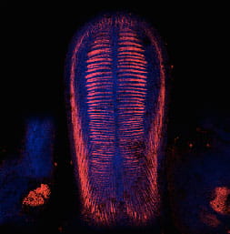 Myosin immunostaining on an e13.5 murine tongue.