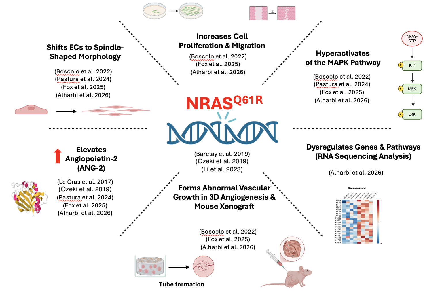 NRAS Q61R Schematic