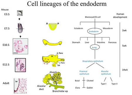 Cell lineages of the endoderm.