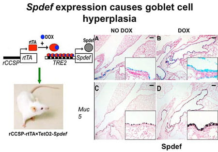 Spdef expression causes goblet cell hyperplasia.