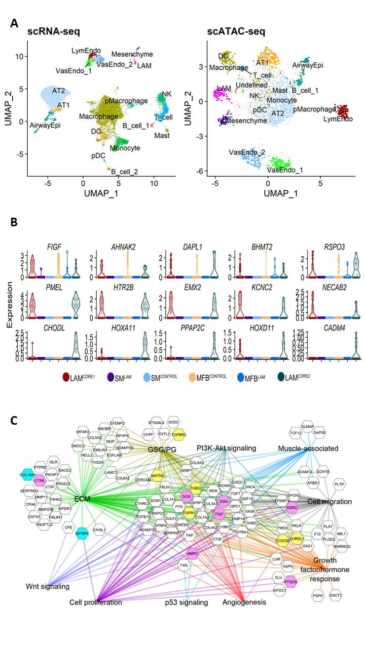 Single cell RNA lung