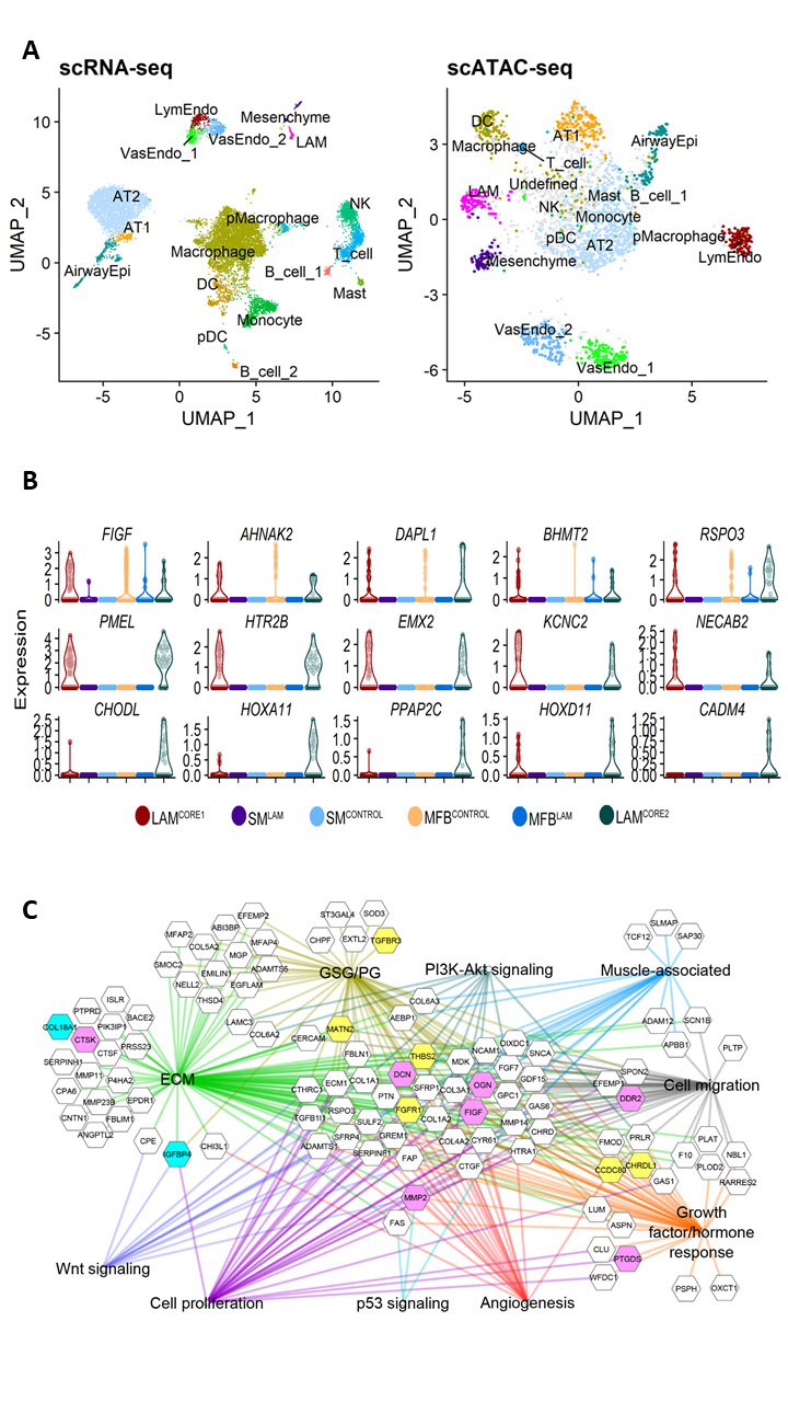 Single cell RNA lung