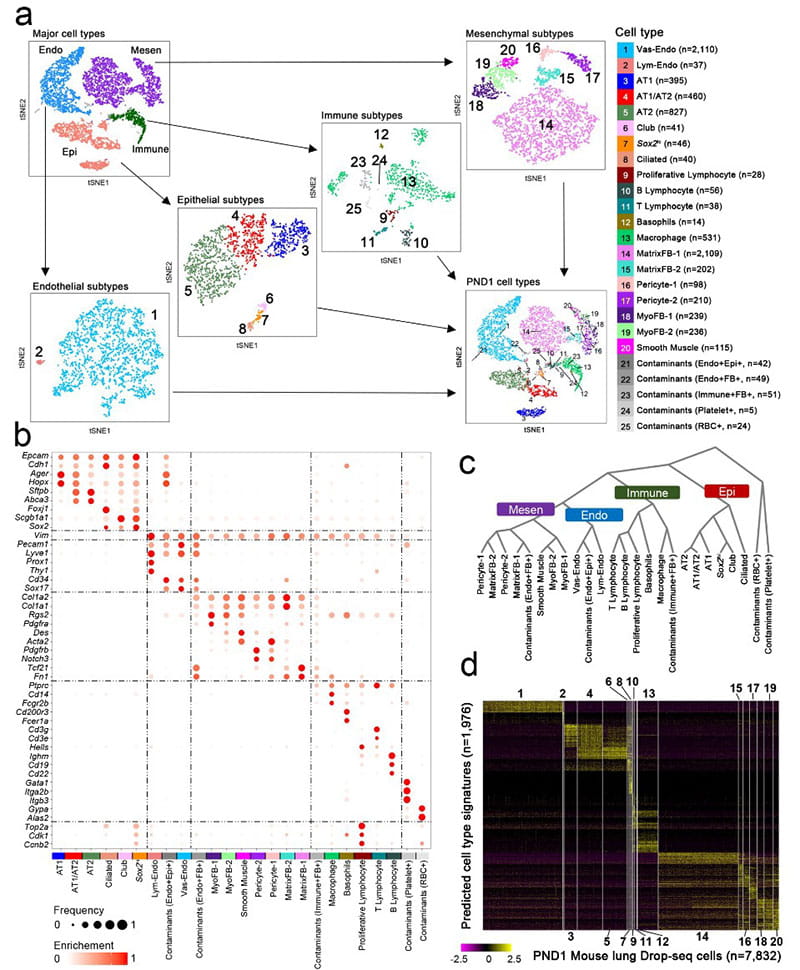 Drop-Seq Mouse Lung