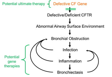 Pathogenesis of Lung Disease in Cystic Fibrosis