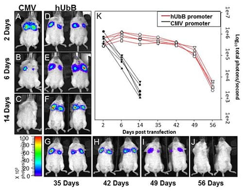 Development and understanding of nucleic acid nanoparticles for human gene therapy-visual2-500-image2