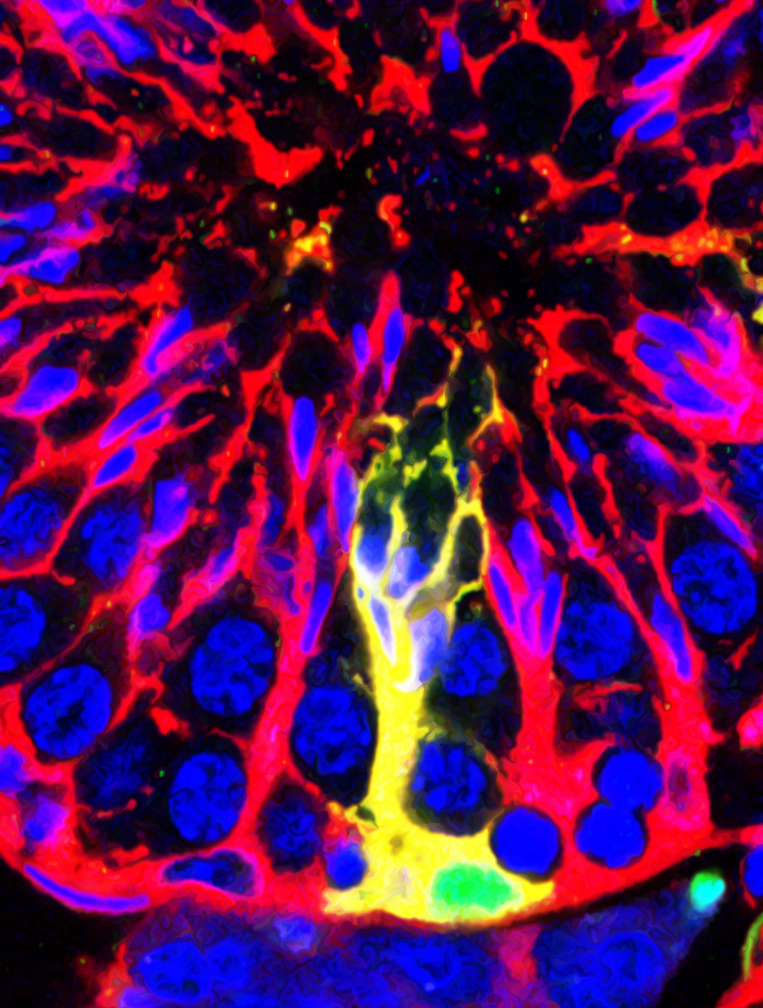 reproductive sciences