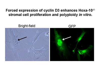 overview-automated-gif