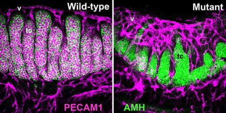 The E13.5 wild-type XY gonad shows well-developed testis cords (tc) and testis-specific coelomic vasculature (v). The presence of supernumerary macrophages in a macrophage differentiation mutant XY gonad is correlated with testis cord abnormalities, germ cell deficits, and hypervascularization. PECAM1 labels germ cells and endothelial cells; AMH labels Sertoli cells within testis cords. 