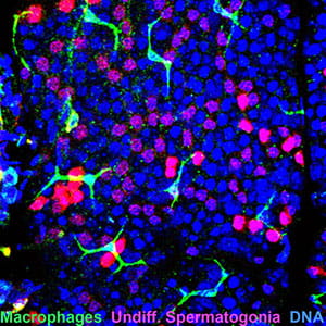 In a wild-type adult testis, macrophages are present on the surface of the seminiferous tubule, overlying the basement membrane and seminiferous epithelium. Numerous chains of undifferentiated spermatogonia are visible along the length of the tubule, just beneath peritubular macrophages.