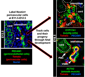 vasculature left