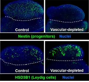 vasculature right