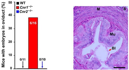 CB1 deficiency derails oviductal embryo transport.