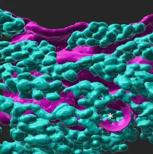 gland 3D