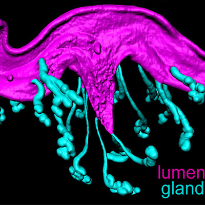 lumen gland early pregnancy