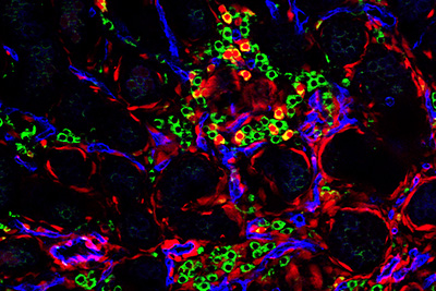 vasculature stem cell niches