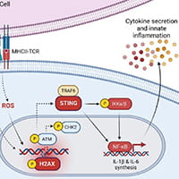 Findings suggest a novel approach to preventing cytokine storms and improving outcomes for people with autoimmune diseases.