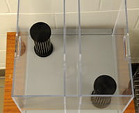 Image of Social Preference apparatus.