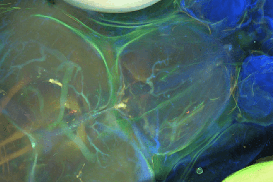 A cleared zebrafish head.