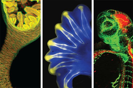 Various developmental biology organisms.