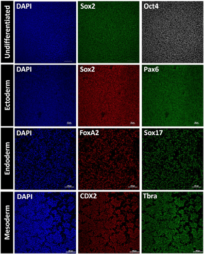 Tri-lineage differentiation (functional pluripotency).