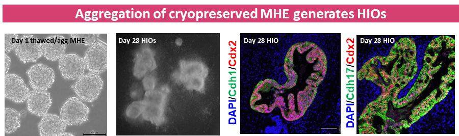The aggregation of cryopreserved MHE generates HIOs.