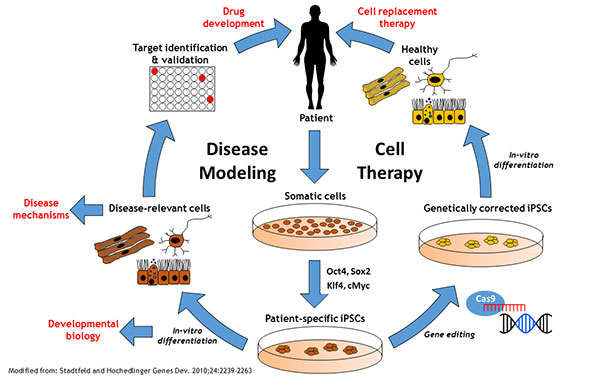 Human Ipsc Induced Pluripotent Stem Cells (iPSCs) | Techniques and Services ...