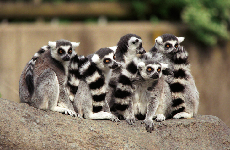 A pack of ring-tailed lemurs huddles together at the Cincinnati Zoo.