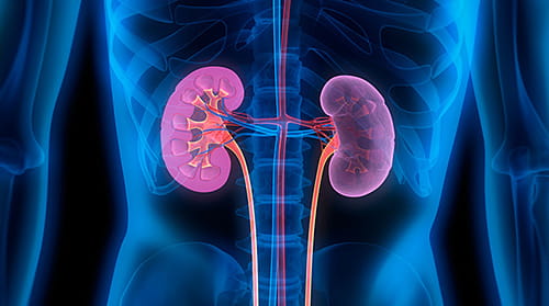 Cincinnati Children's researchers are studying kidney diseases.