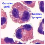 High-magnification hematoxylin & eosin staining of blood eosinophils.