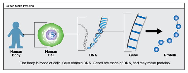 Genes make proteins.