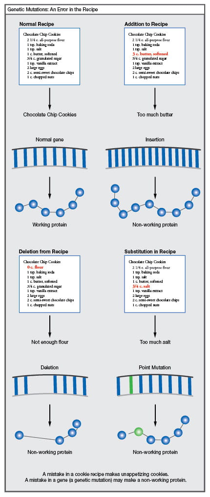 Genetic mutations: an error in the recipe.