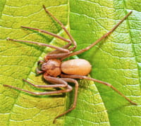Brown recluse.