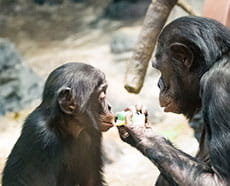 Bonobos.