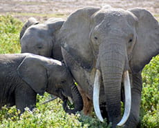 Elephants.