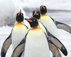 Penguins.