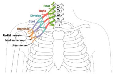 Brachial Plexus Injury | Symptoms, Treatment & Surgery