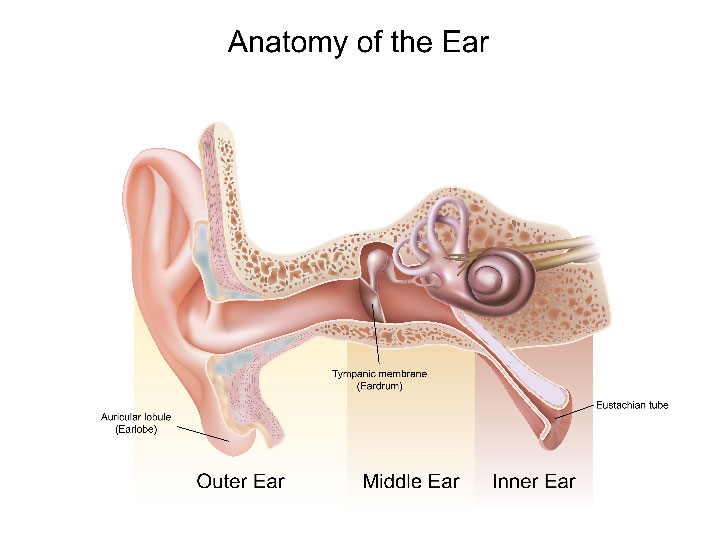Ear Infections (Middle Ear Infections or Otitis Media) | Causes ...