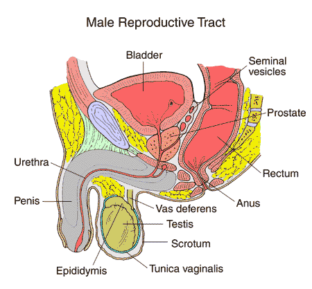 Male Reproductive Anatomy