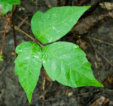 poison ivy poison oak poison sumac
