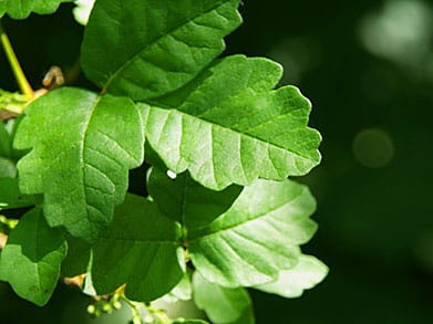 Poison Ivy Poison Oak Poison Sumac Poison Ivy Poison Oak Poison Sumac