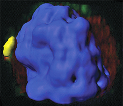 Mutational Trigger to Immune Diseases Identified