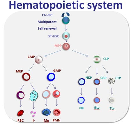 molecular mechanism of hematopoietic stem cell regeneration hematopoiesis