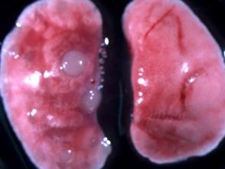 download Internet Programming Languages: ICCL’98 Workshop Chicago, IL, USA, May 13, 1998