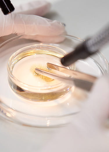 An image of a researcher examining Petri-dish contents.