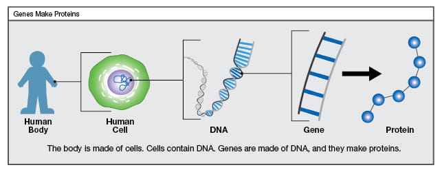 Dna Contains Instructions For Making What Other Biomolecule - For Patients and Families | Whole Exome Sequencing